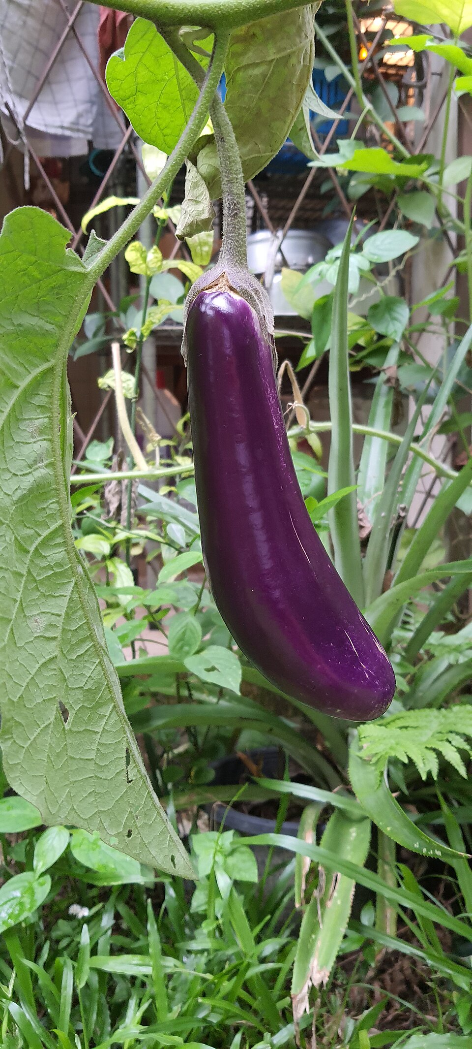 Aubergine Back